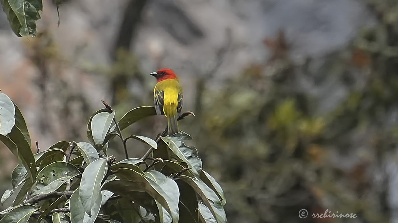 Red-hooded tanager