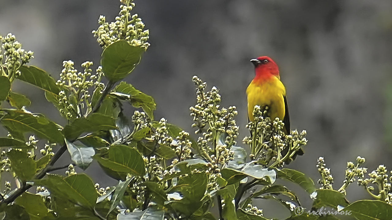 Red-hooded tanager