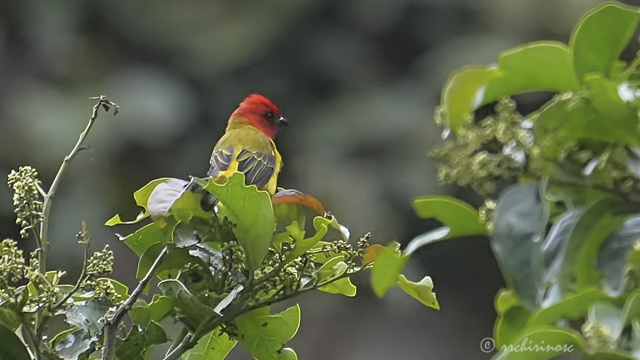Red-hooded tanager