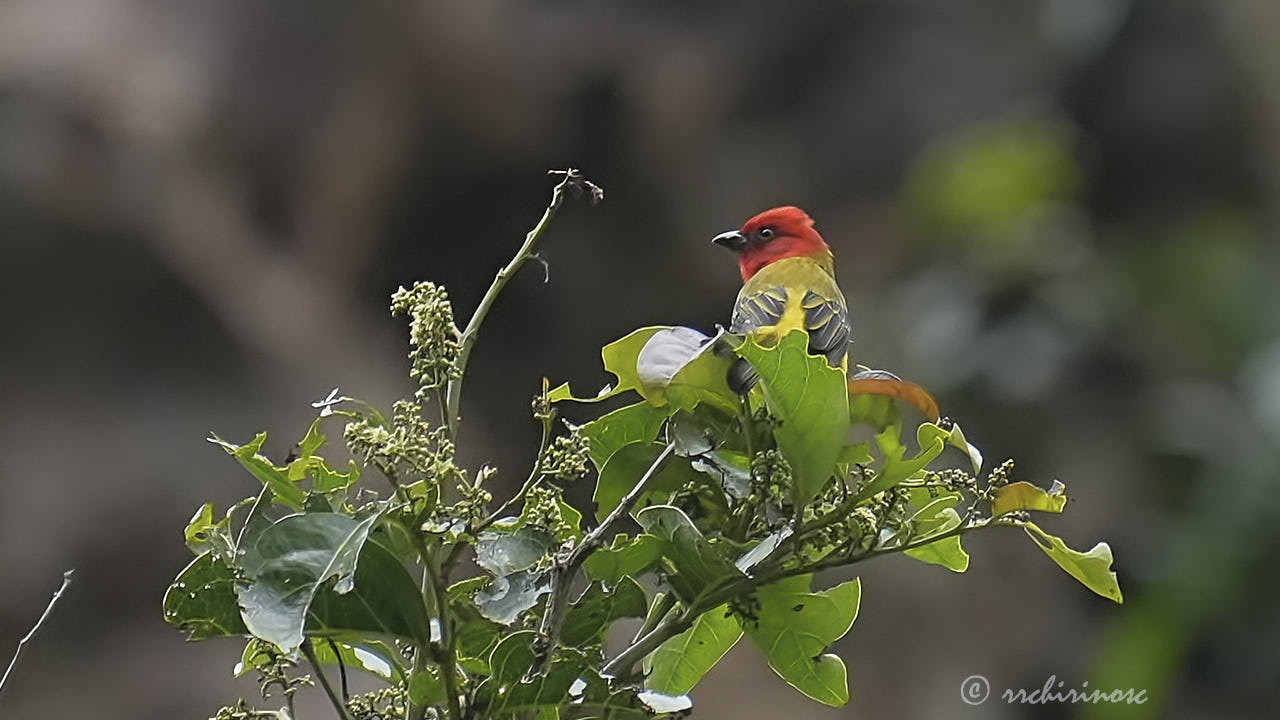 Red-hooded tanager