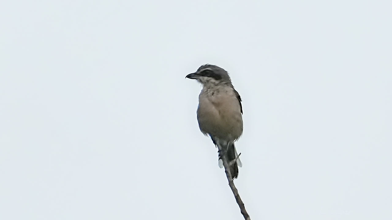 Iberian grey shrike