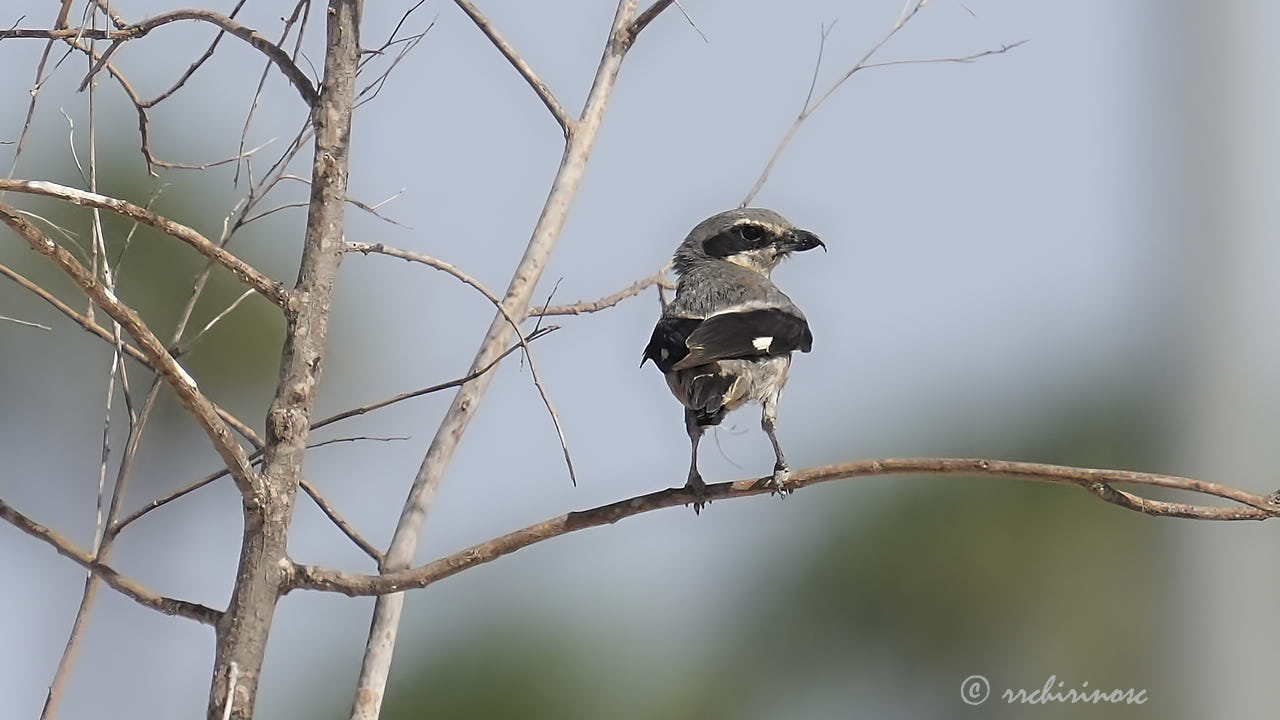 Iberian grey shrike