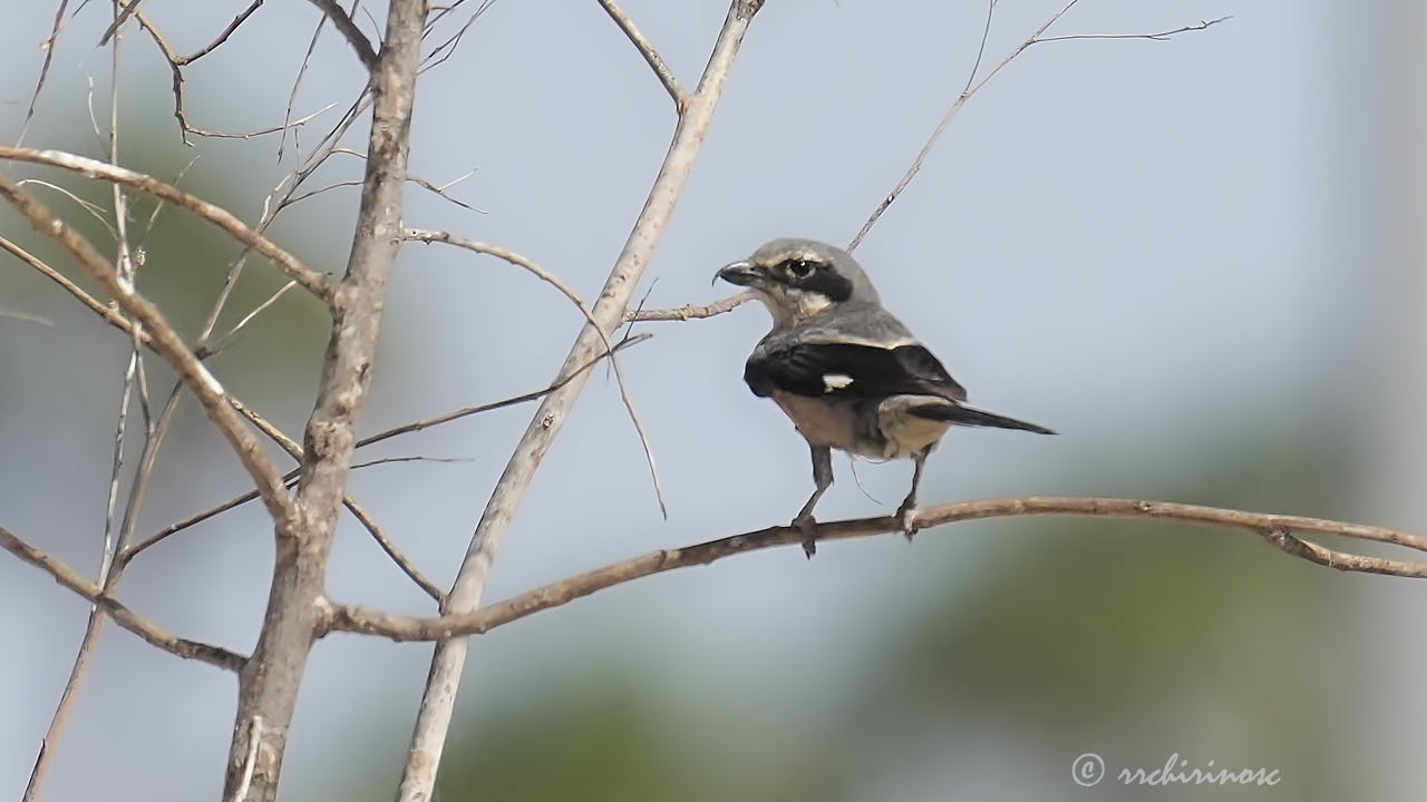 Iberian grey shrike