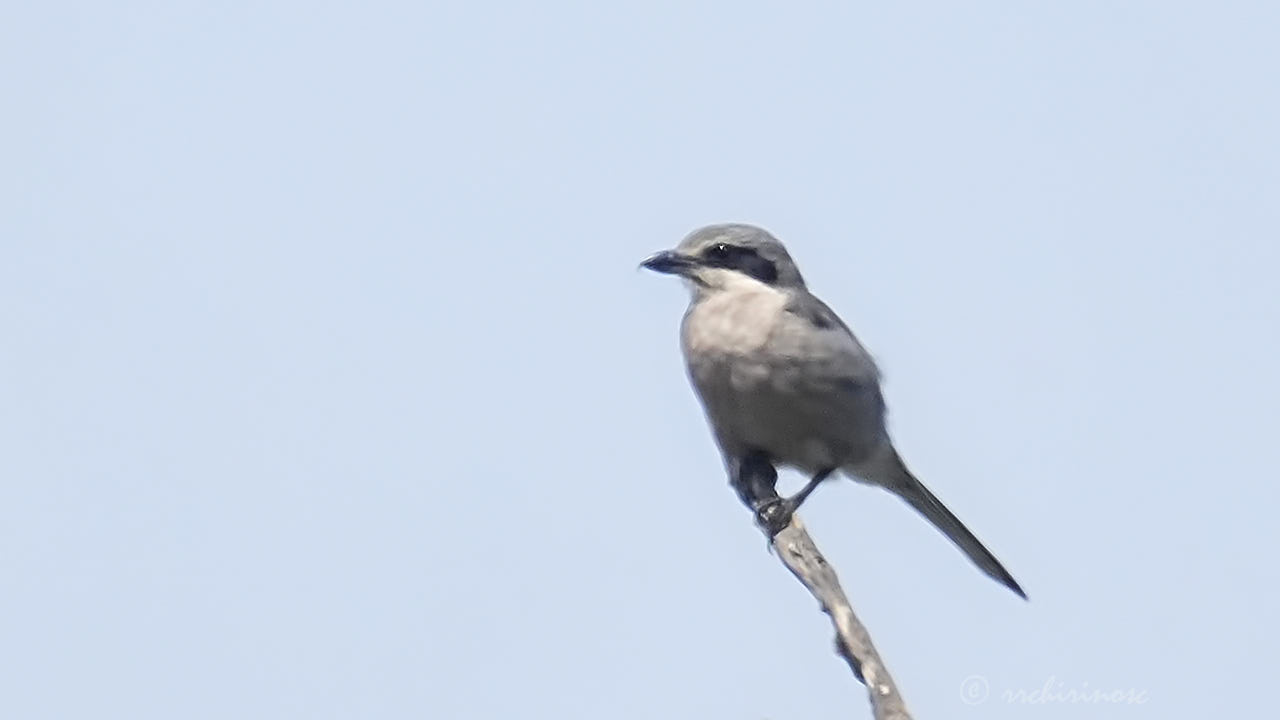 Iberian grey shrike