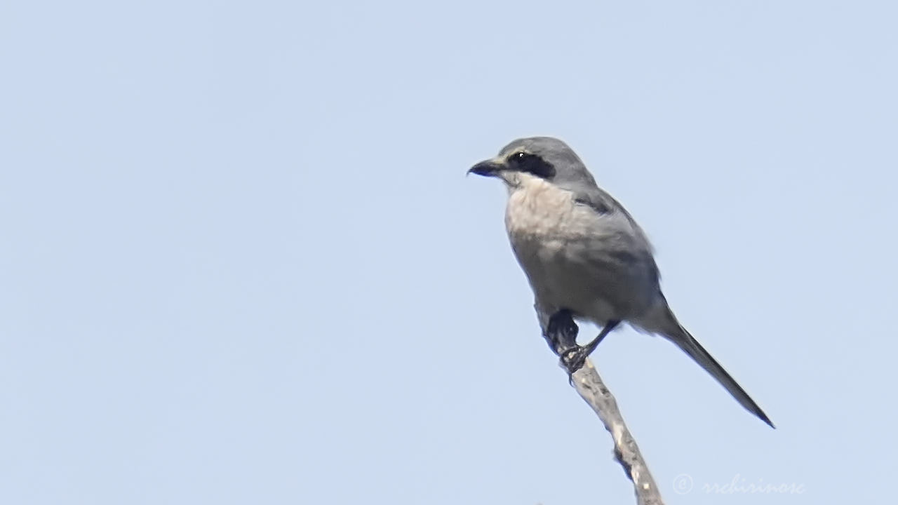 Iberian grey shrike