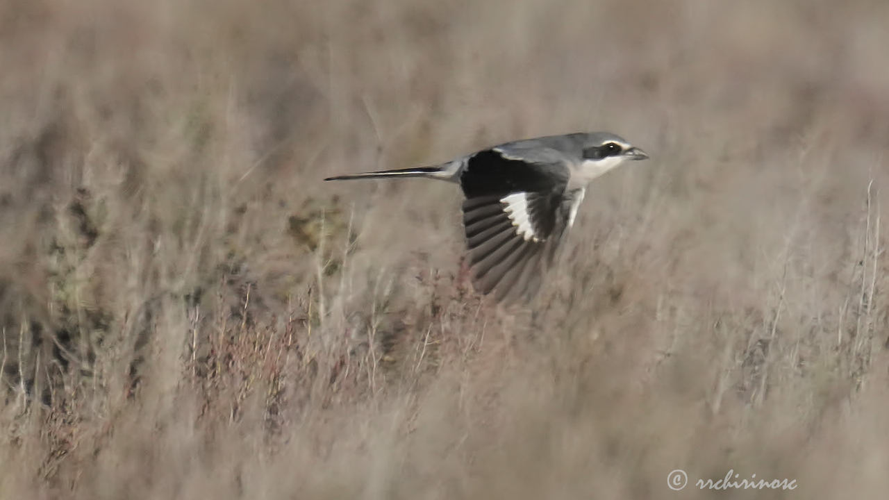 Iberian grey shrike