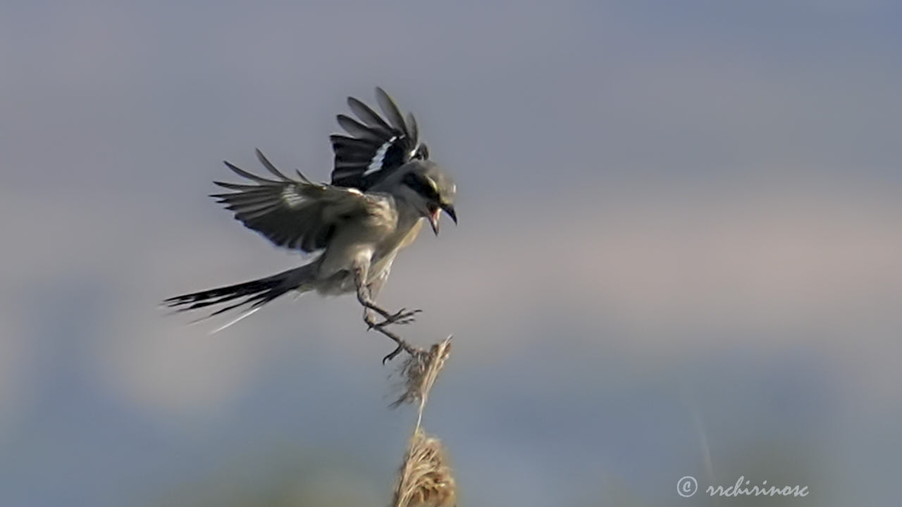 Iberian grey shrike