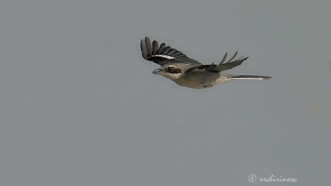 Iberian grey shrike