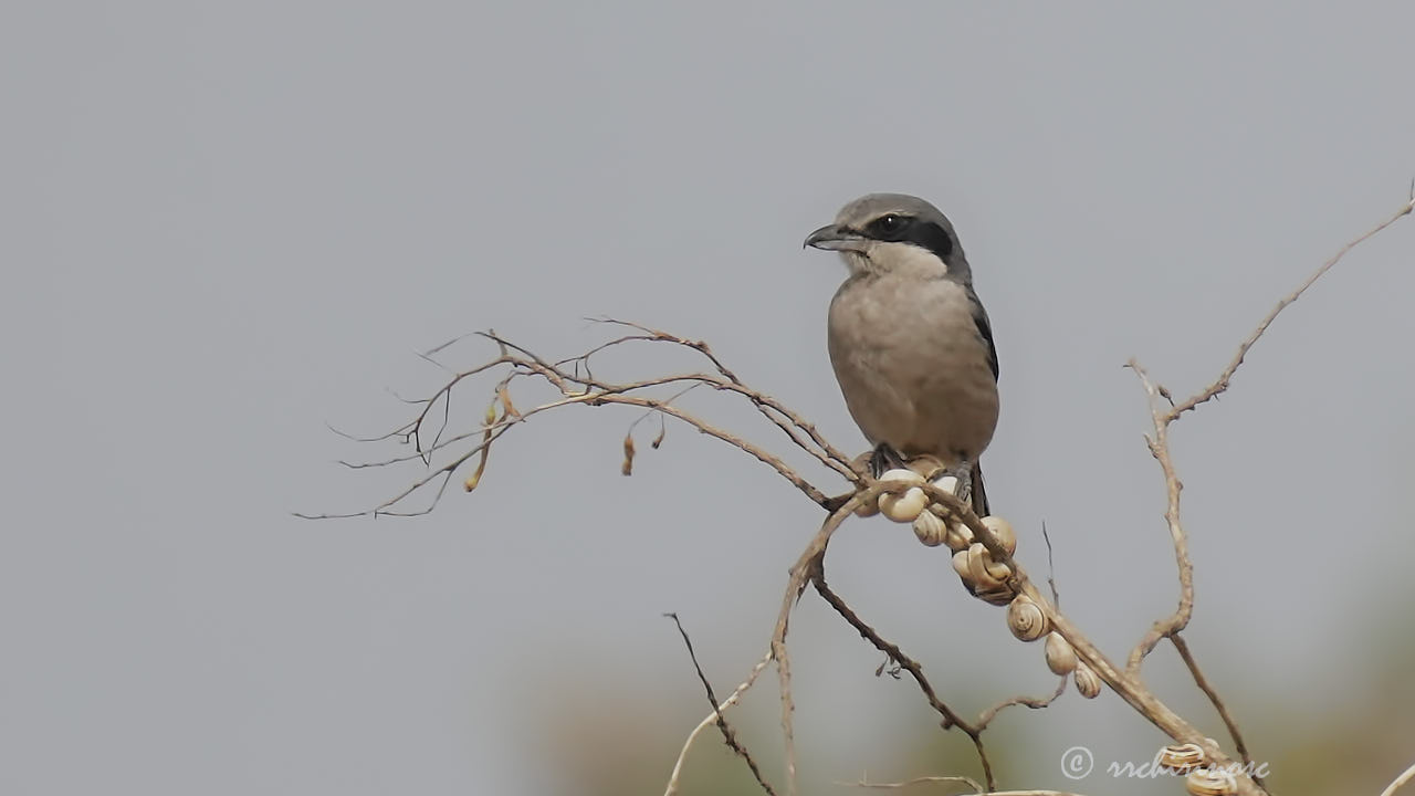 Iberian grey shrike