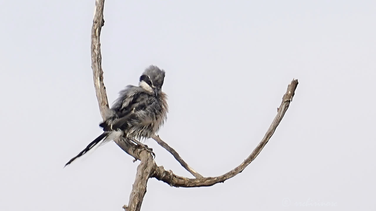 Iberian grey shrike