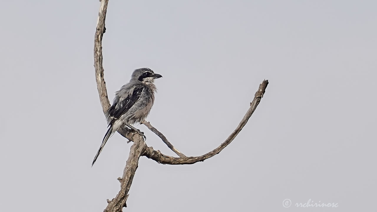 Iberian grey shrike