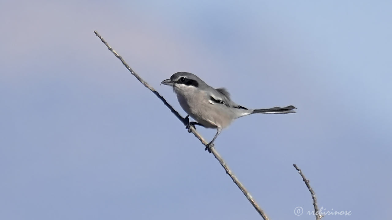 Iberian grey shrike