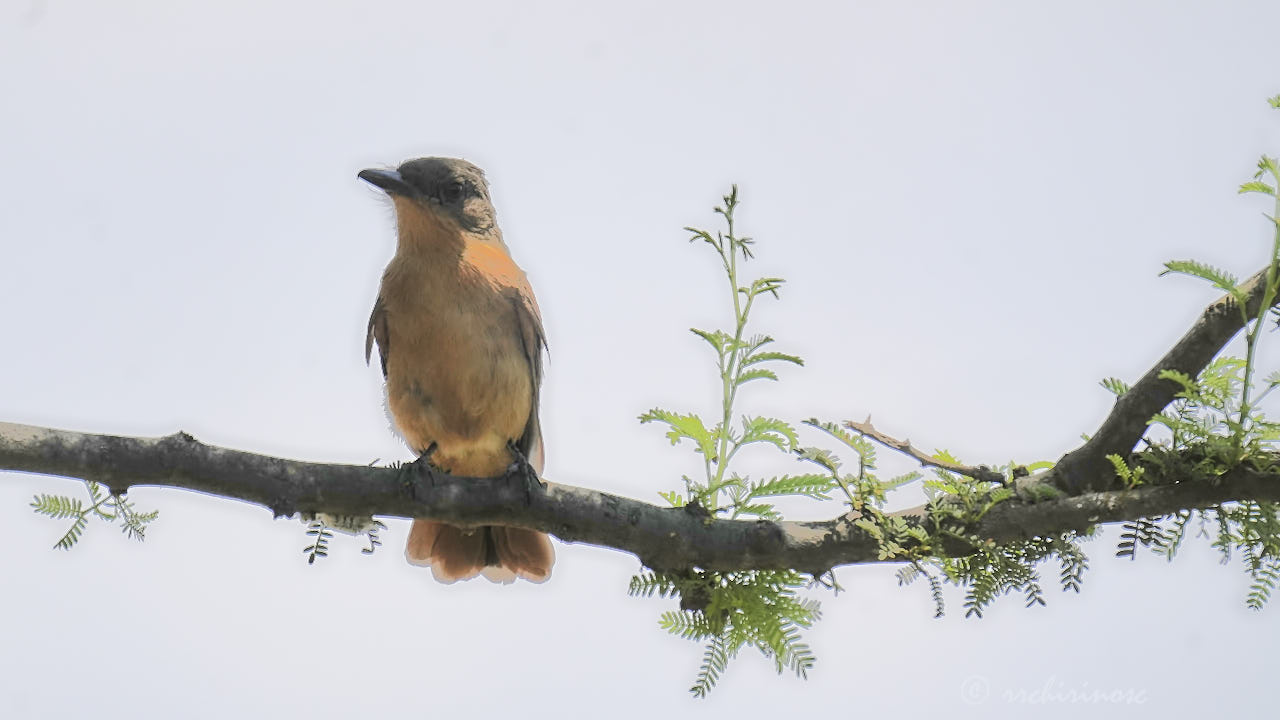 Rufous flycatcher