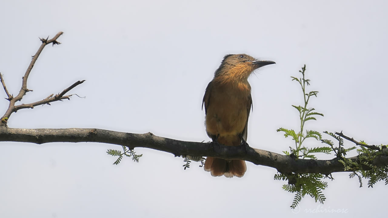 Rufous flycatcher