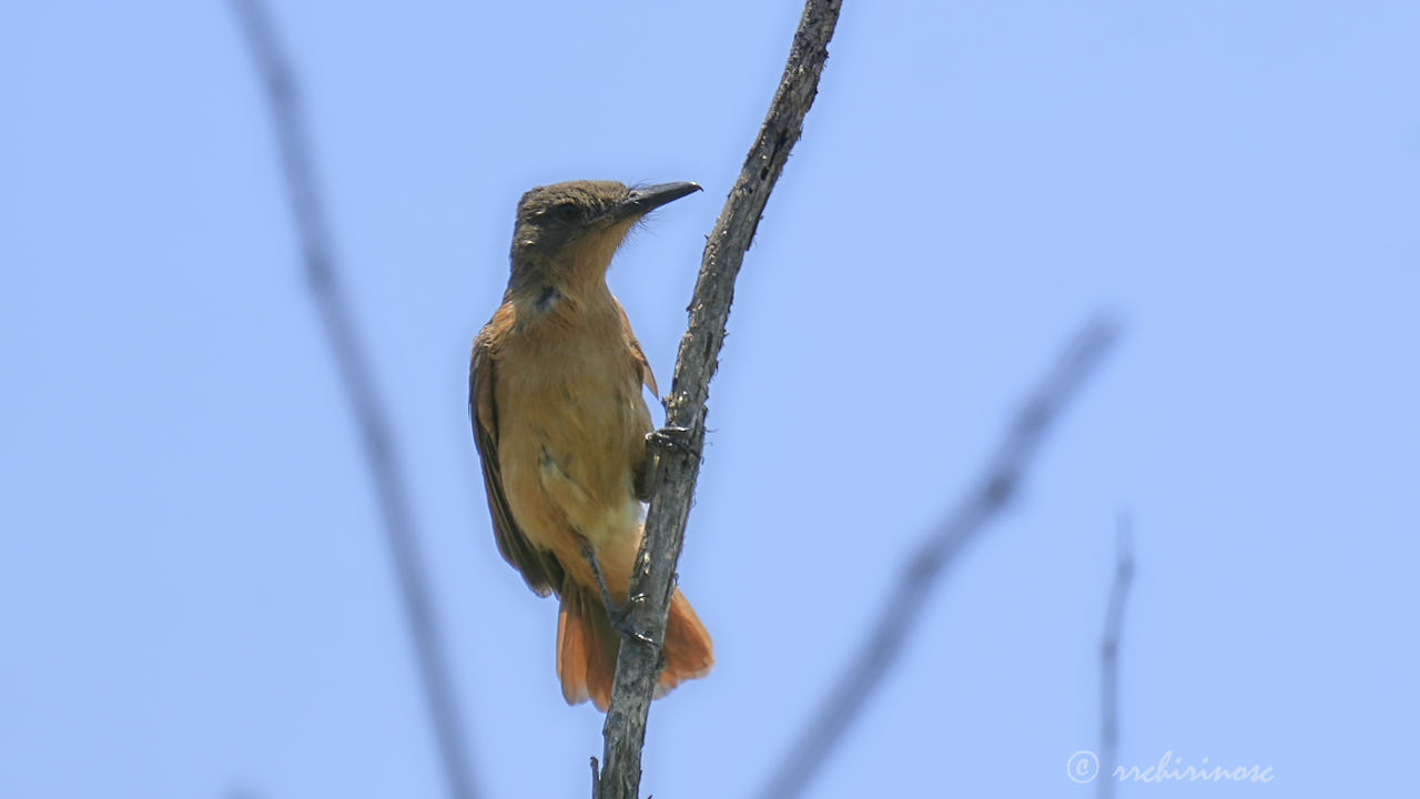 Rufous flycatcher