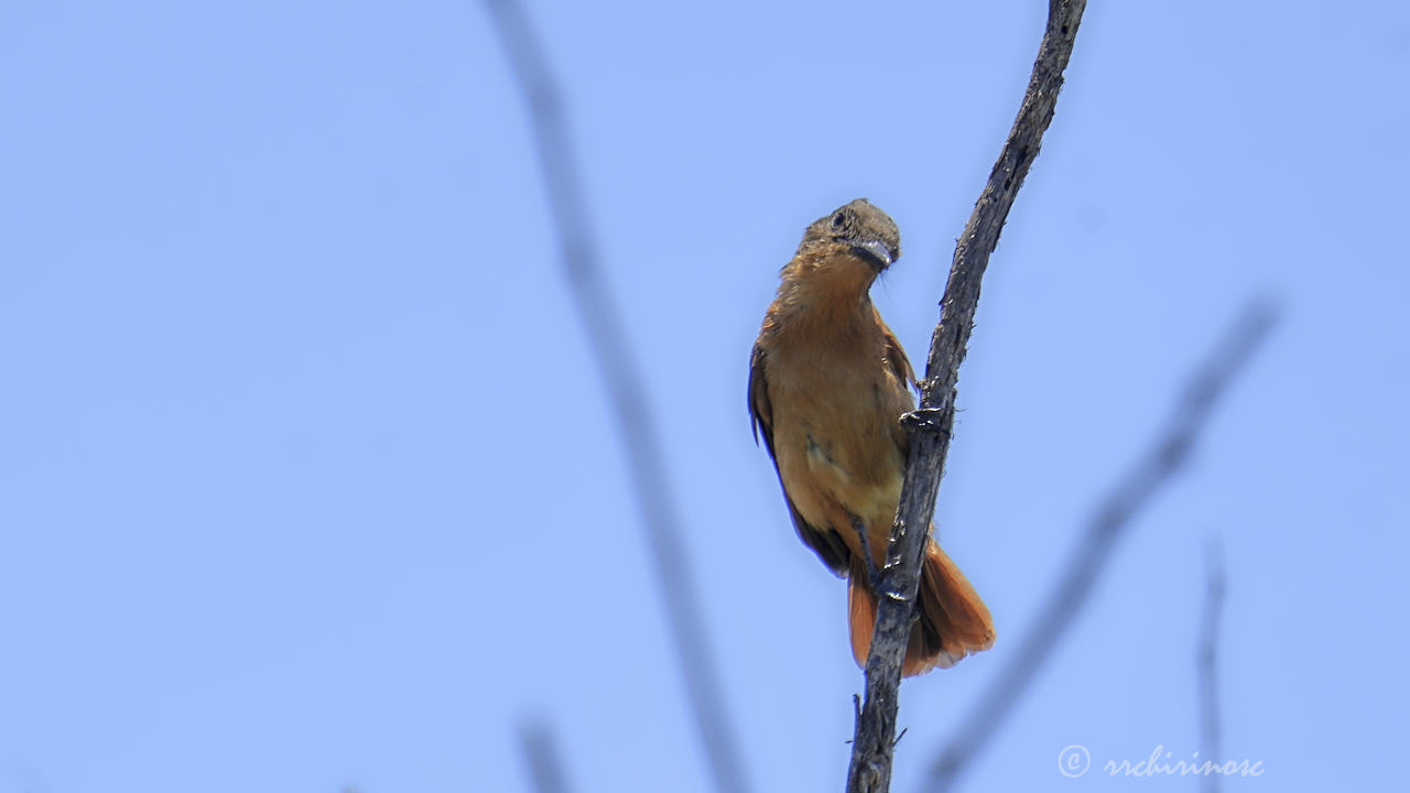Rufous flycatcher