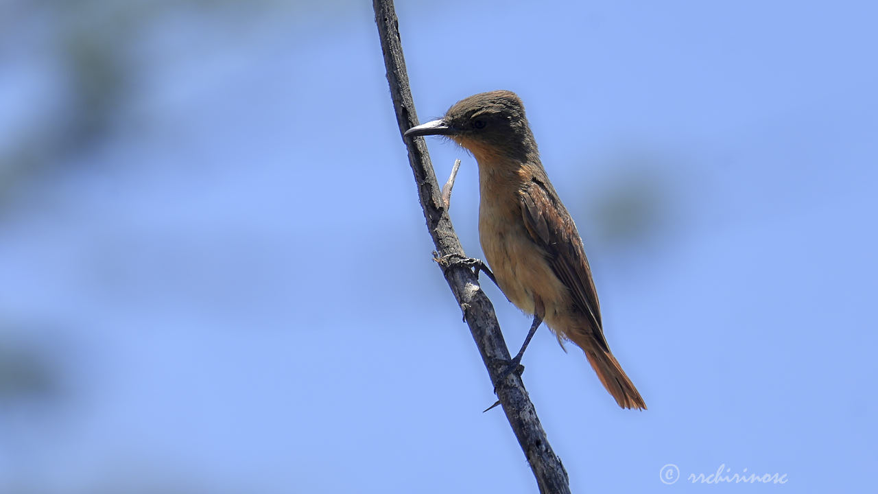 Rufous flycatcher