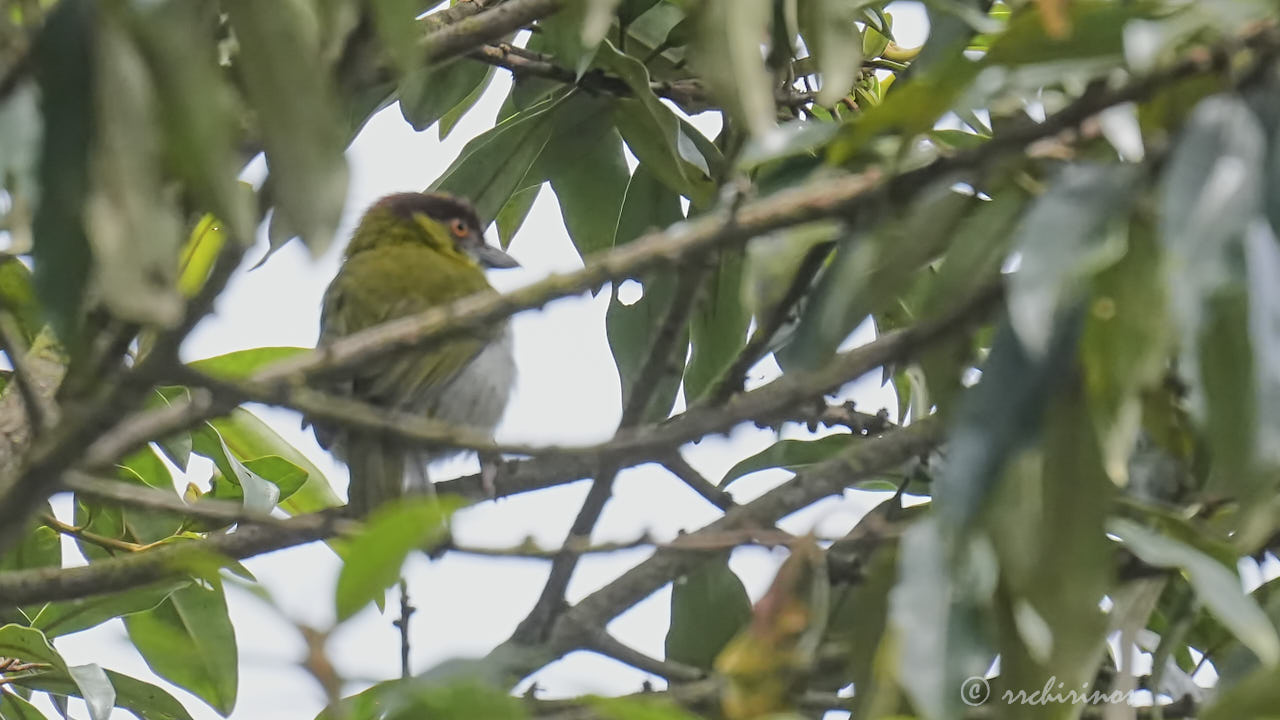 Rufous-browed peppershrike