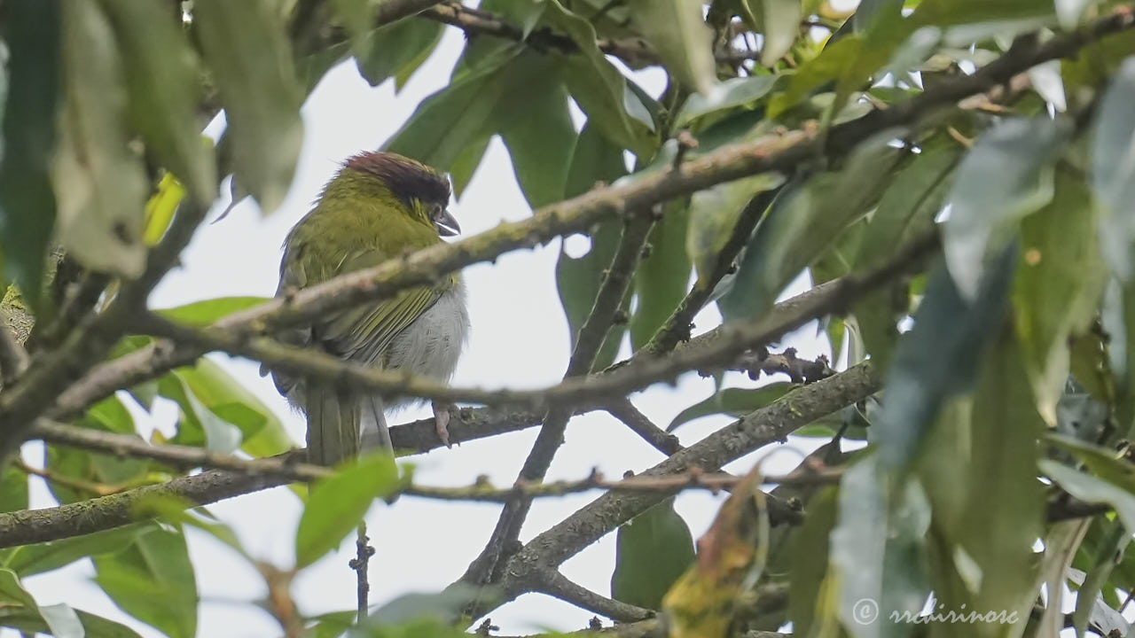 Rufous-browed peppershrike