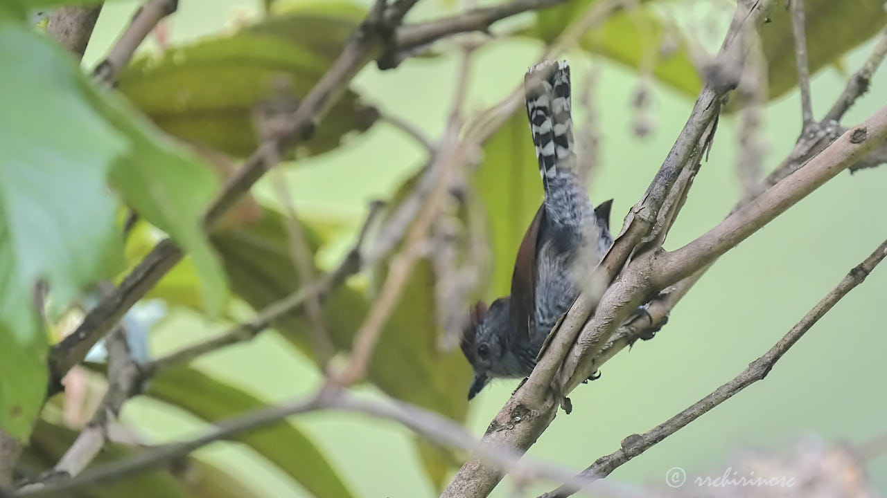 Rufous-capped antshrike