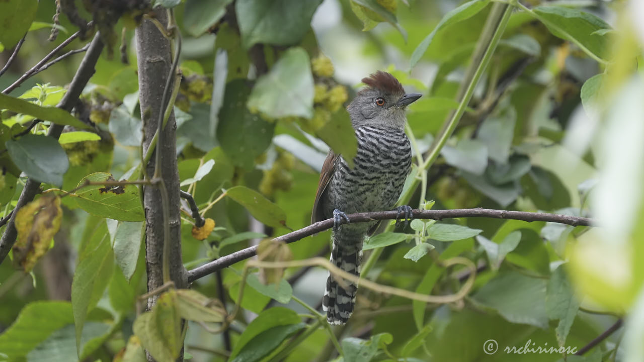 Rufous-capped antshrike