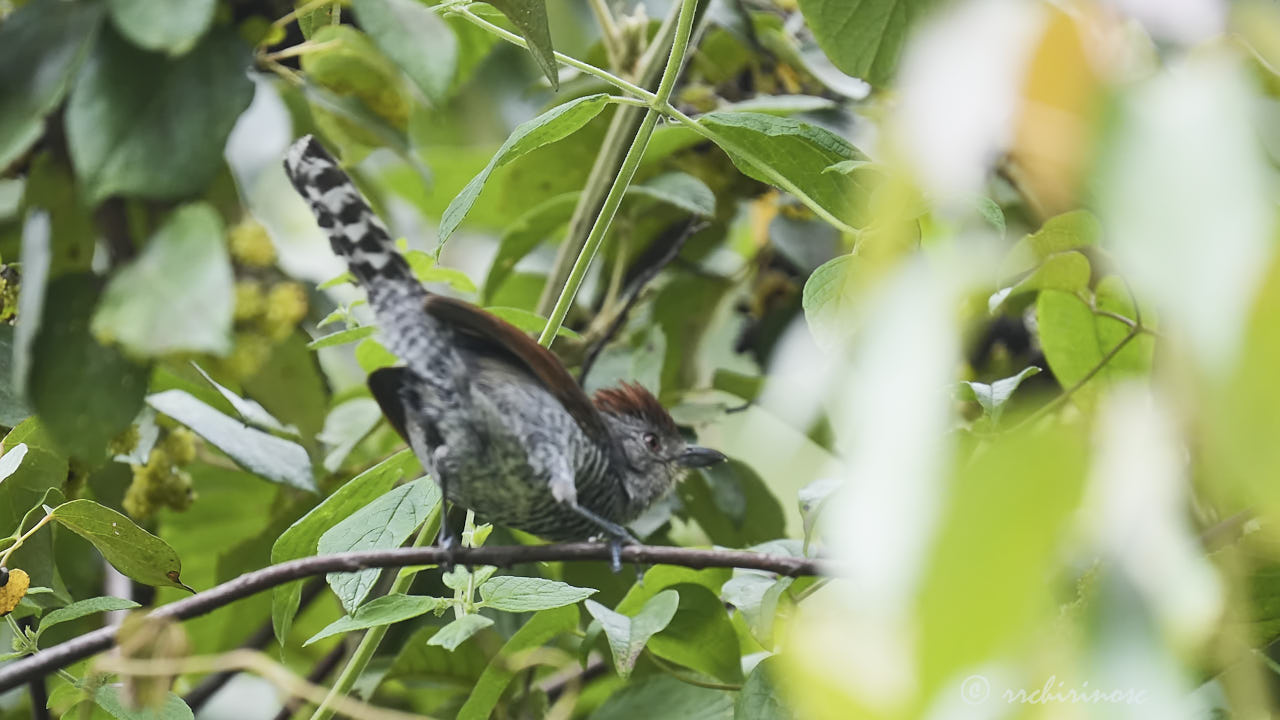 Rufous-capped antshrike