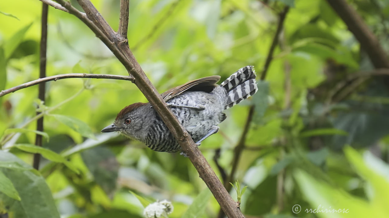 Rufous-capped antshrike