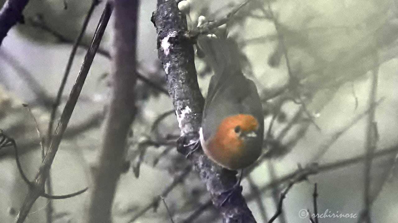 Rufous-chested tanager