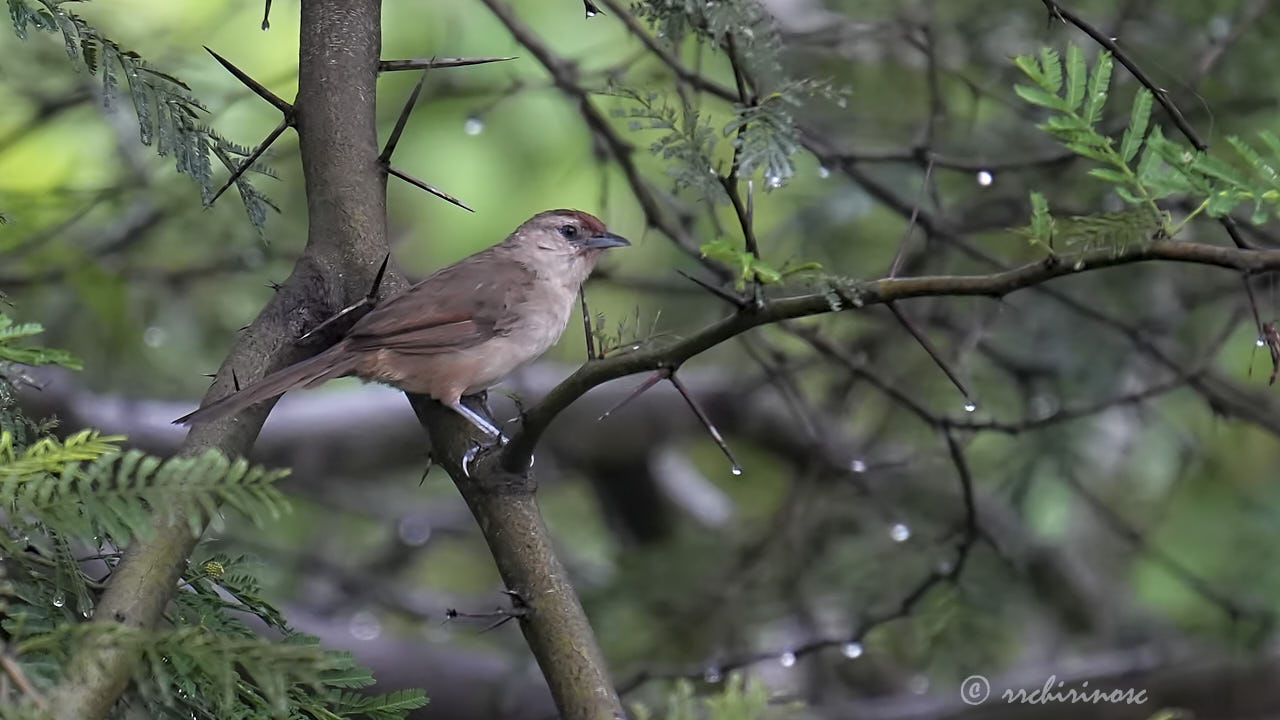 Rufous-fronted thornbird