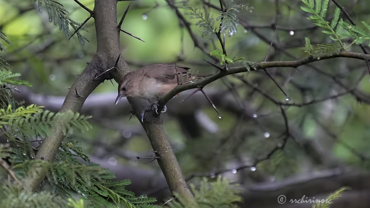 Rufous-fronted thornbird
