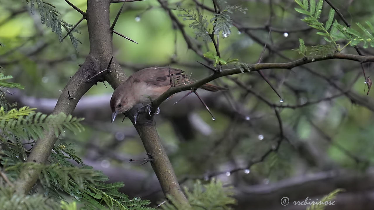 Rufous-fronted thornbird