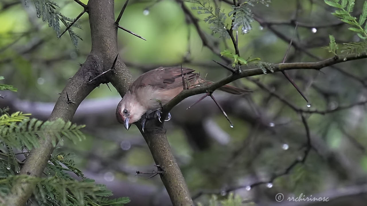 Rufous-fronted thornbird