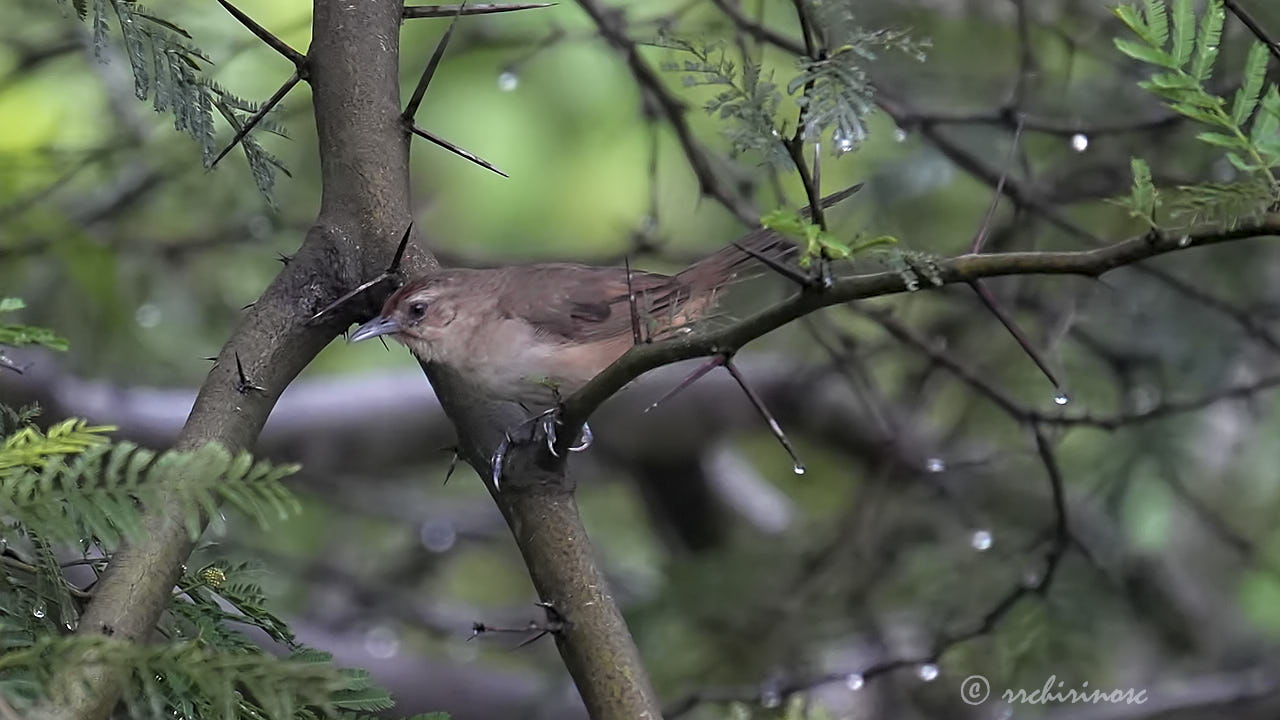 Rufous-fronted thornbird
