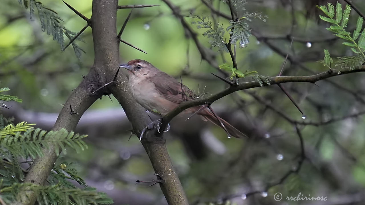 Rufous-fronted thornbird