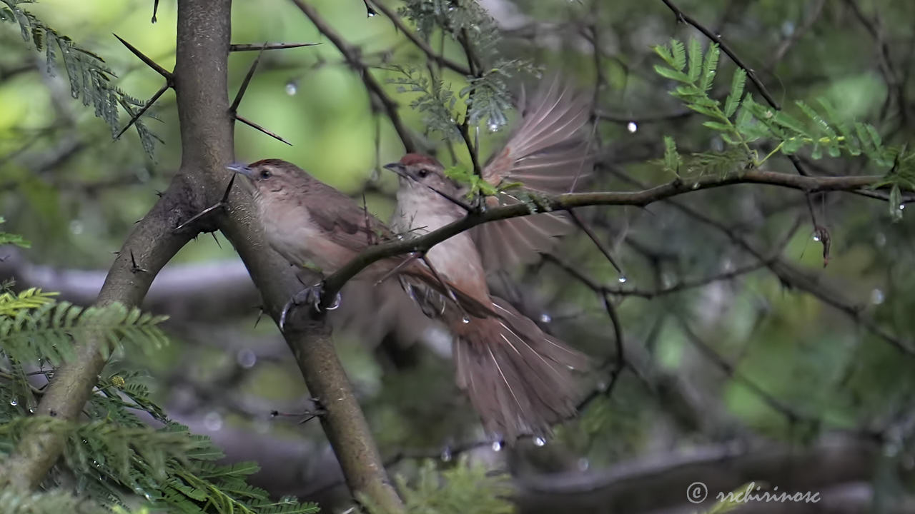 Rufous-fronted thornbird