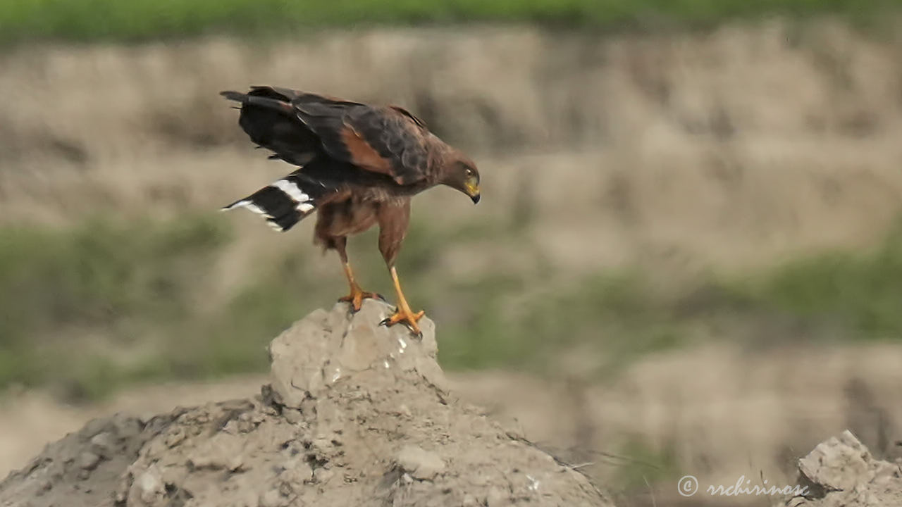 Savanna hawk