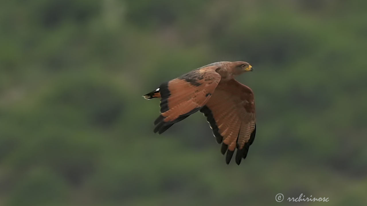 Savanna hawk