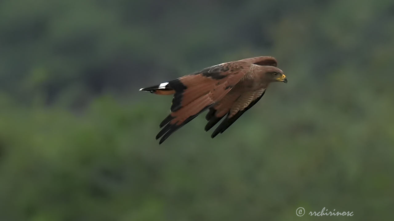 Savanna hawk