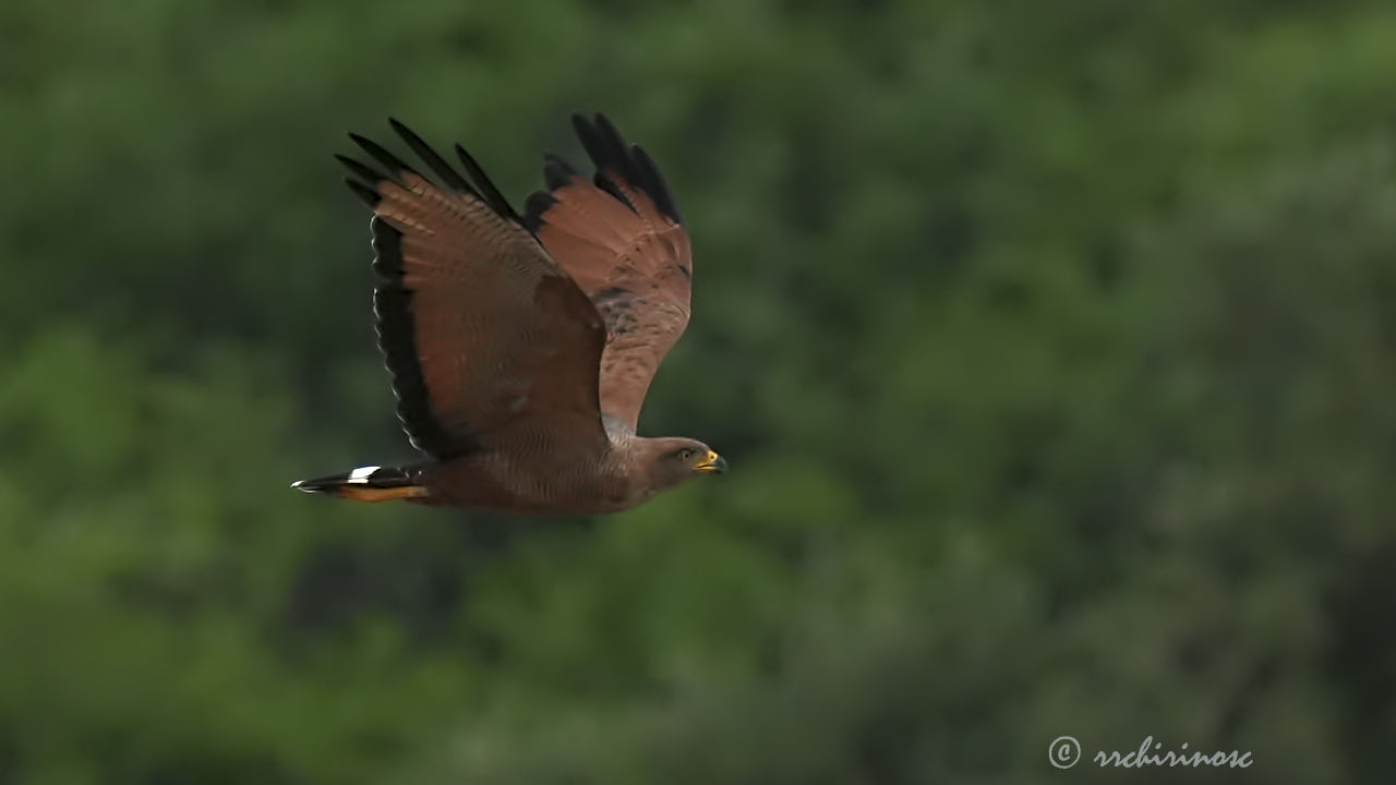 Savanna hawk