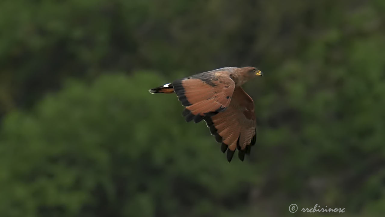 Savanna hawk