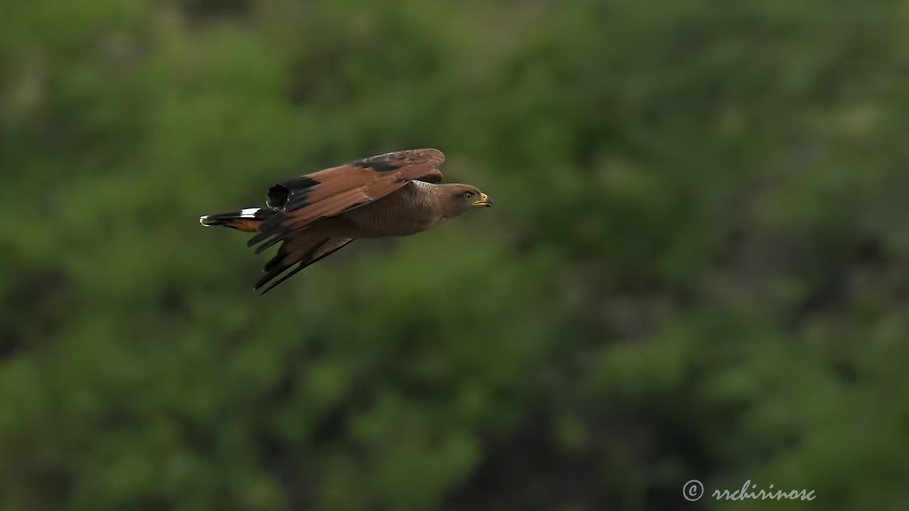 Savanna hawk