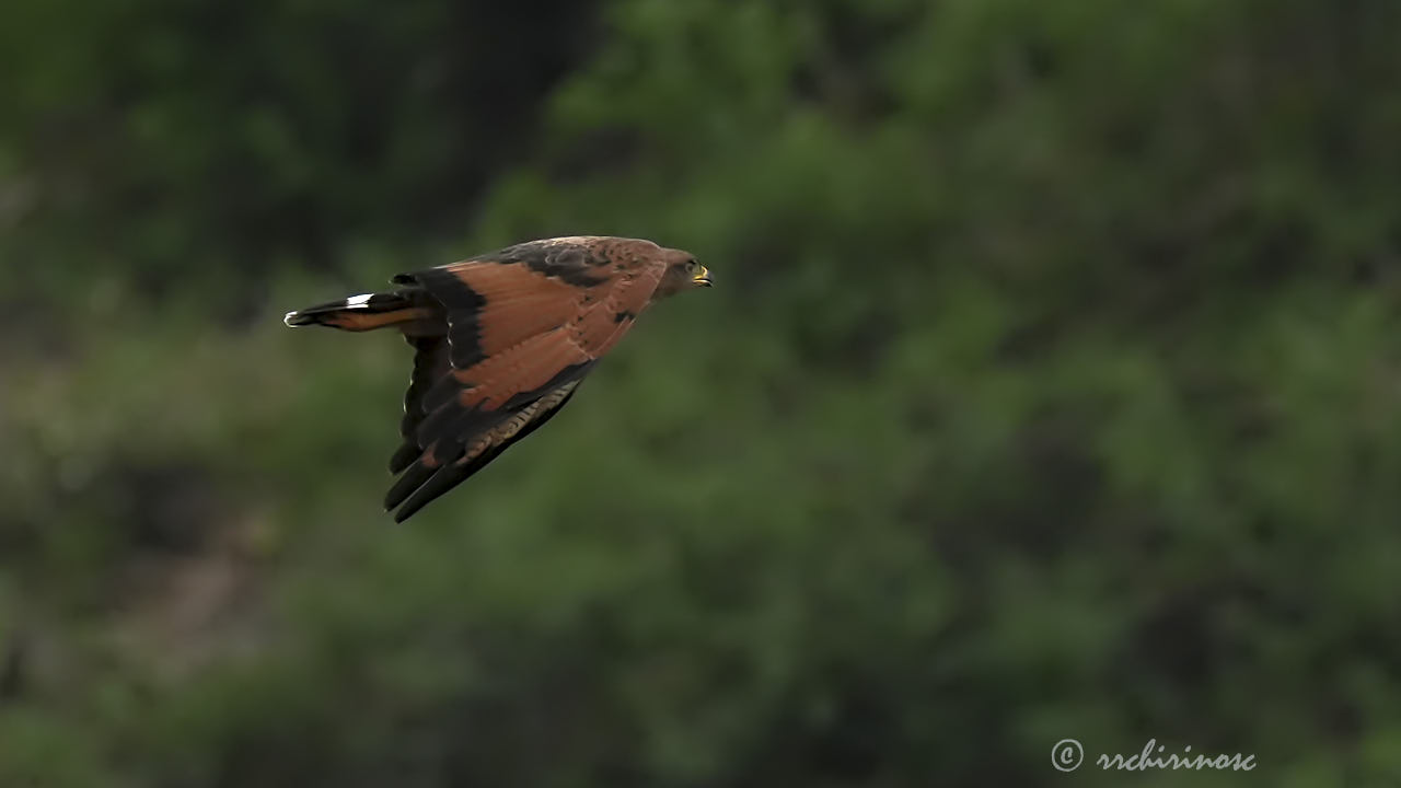 Savanna hawk