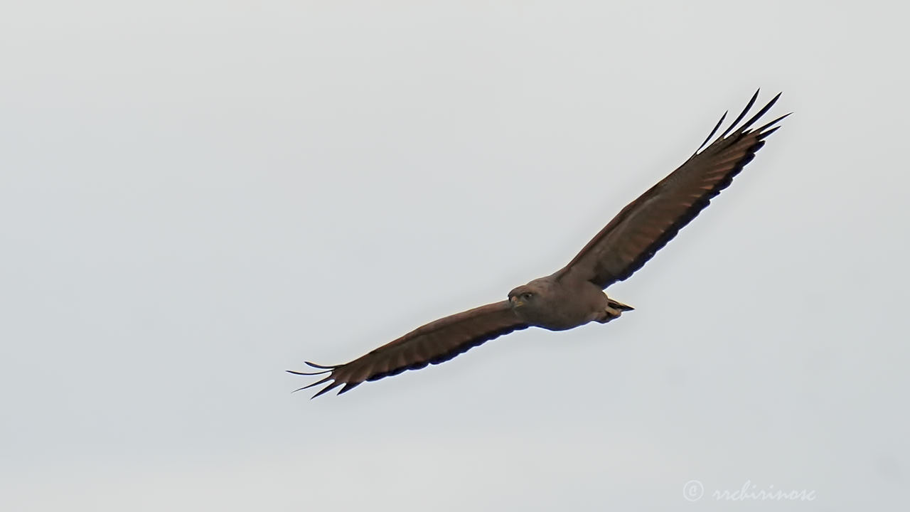 Savanna hawk