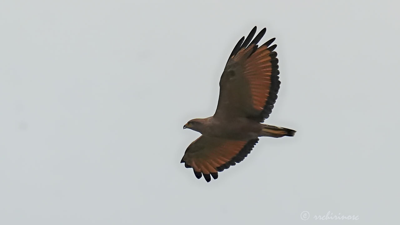 Savanna hawk