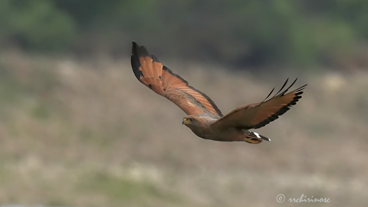 Savanna hawk