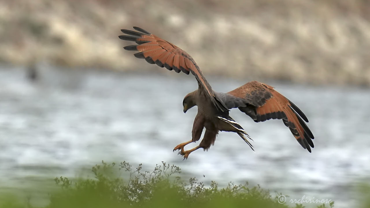 Savanna hawk