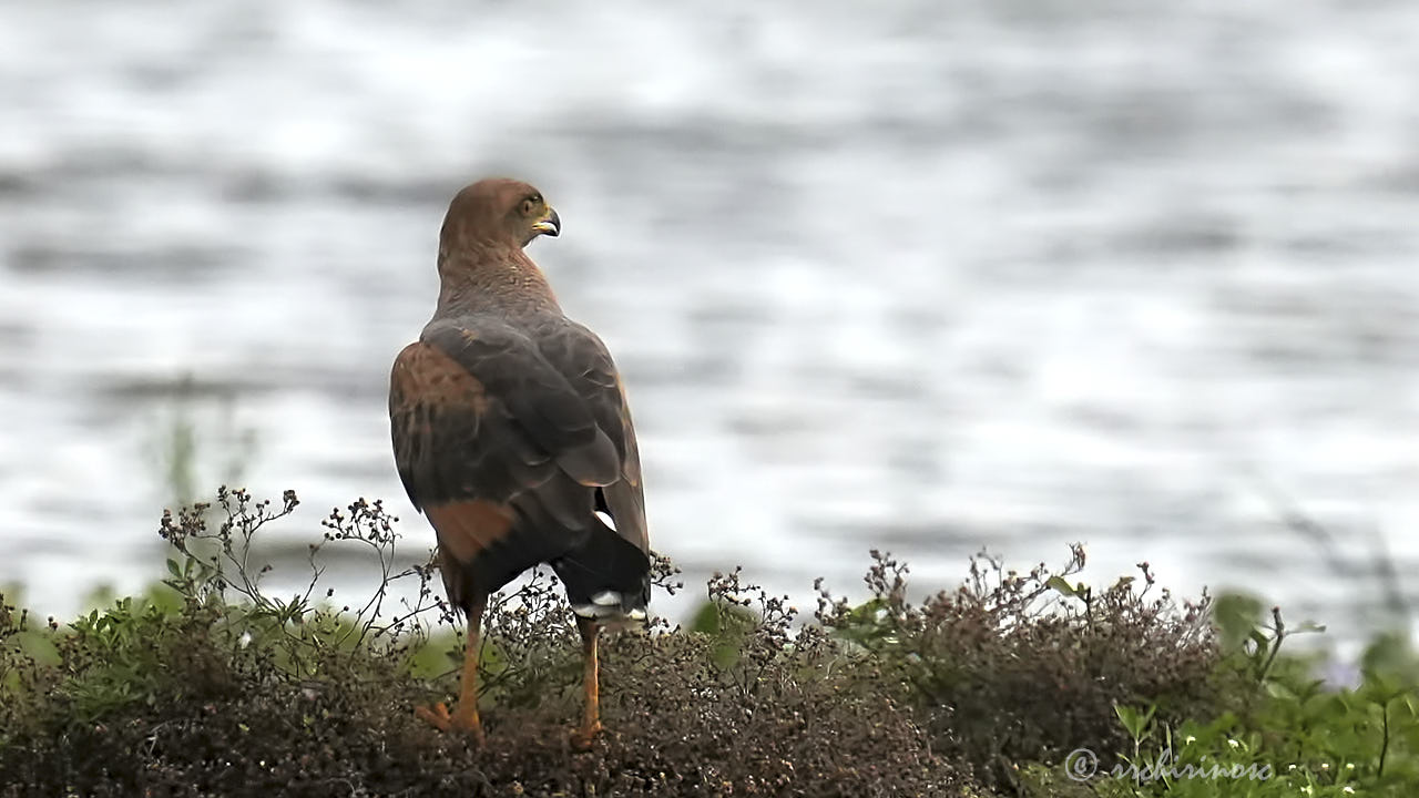 Savanna hawk