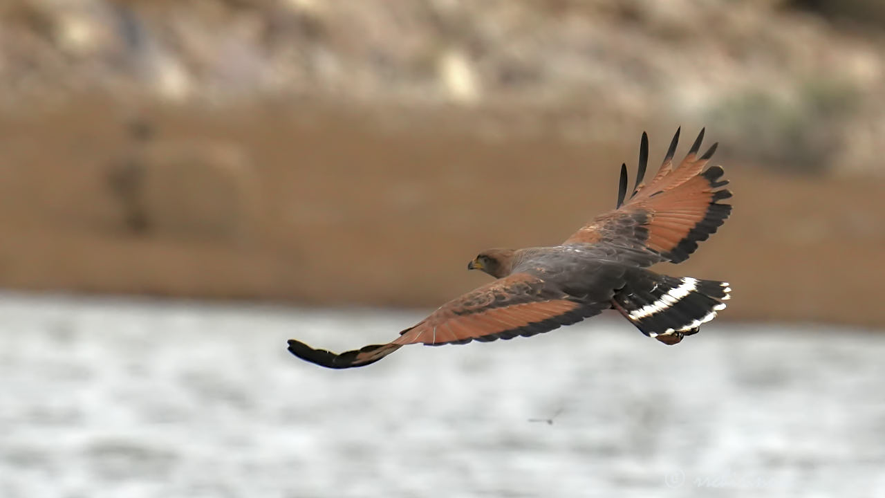 Savanna hawk