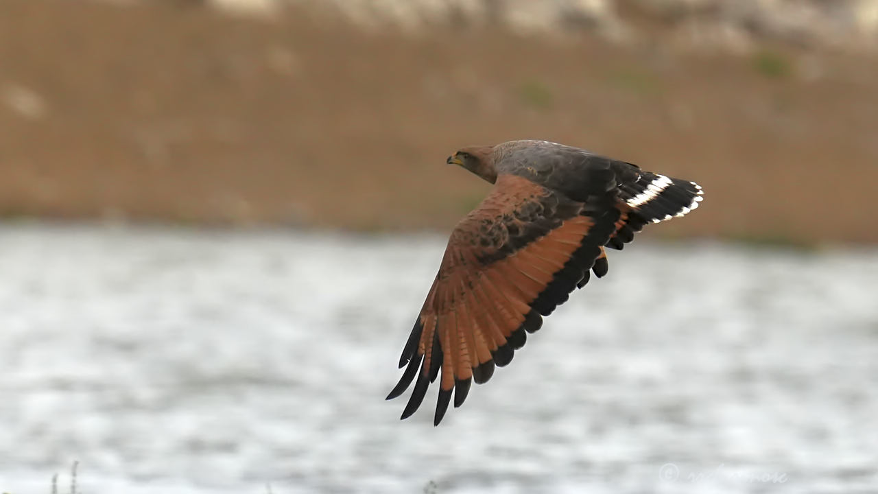 Savanna hawk