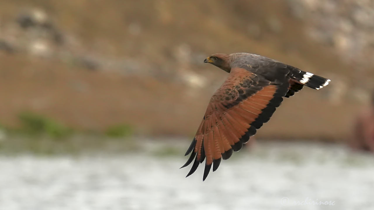 Savanna hawk